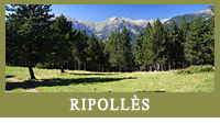 Ripollès